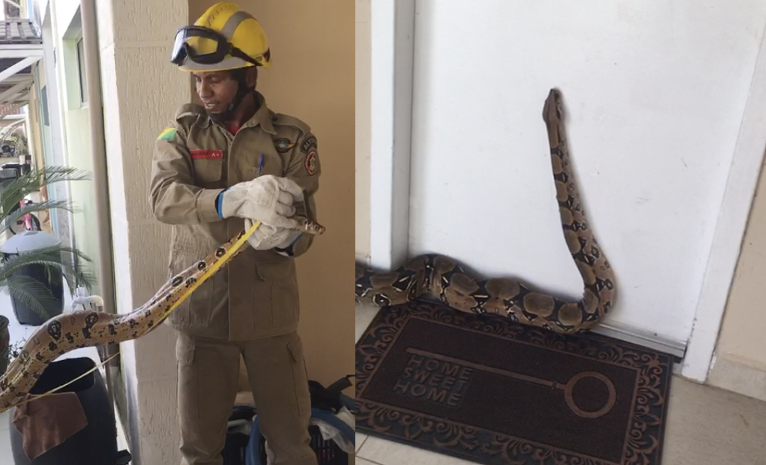 Cobra de três metros é capturada em porta de apartamento em residencial em Rio Branco
