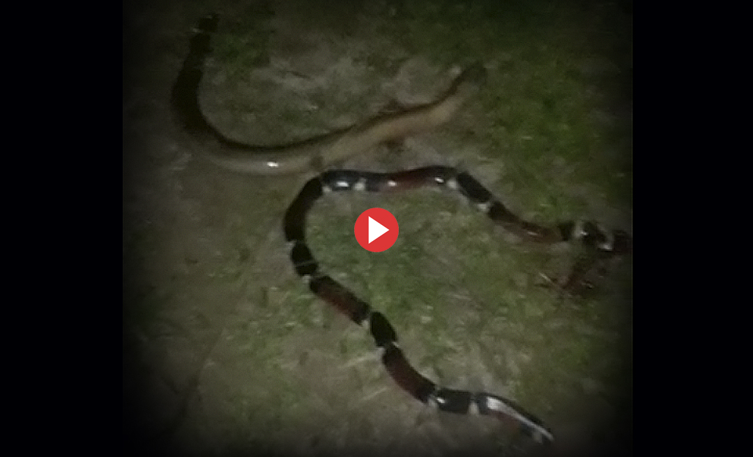 Moradores encontram cobras nos buracos das ruas do Belo Jardim; Assista ao vídeo