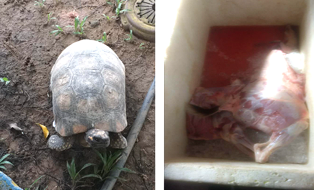 Polícia Federal faz apreensão de 11 jabutis e 25 quilos de carne de caça em Cruzeiro do Sul