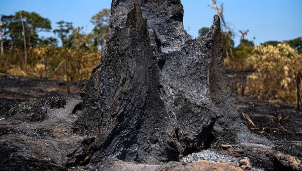Mais uma vez, Reserva Chico Mendes ganha as páginas dos grandes jornais de forma negativa com o avanço da pecuária