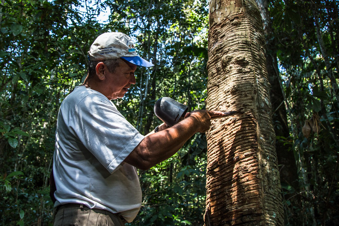 Com extrativismo ameaçado, Aleac homenageia cooperativa que assegura fôlego ao setor