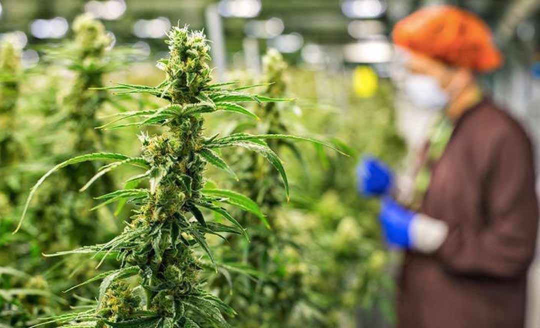 Anvisa rejeita cultivo de maconha para fins medicinais