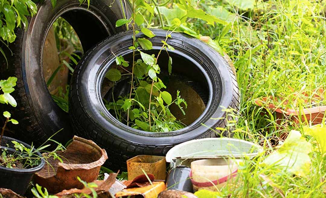 Capital já registrou mais de 4 mil casos de dengue