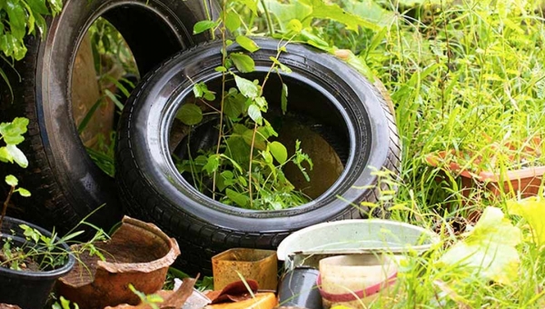 Capital já registrou mais de 4 mil casos de dengue