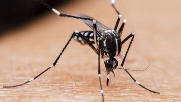 Acre tem o maior índice de infestação pelo Aedes e epidemia de dengue não é descartada, diz MS
