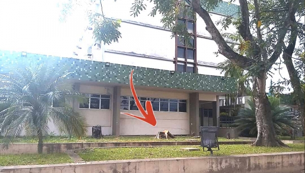 Seplag derruba árvores centenárias no Centro de Rio Branco: fato ou fake?