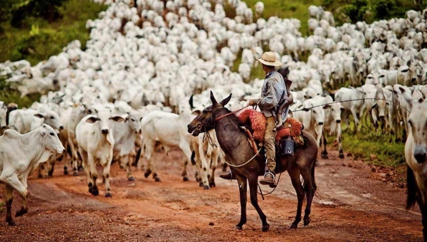 Deputados discutem pauta do boi e cobram providências do governo Gladson