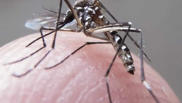 Casos de Dengue apresentam aumento de 858% em 2020 em Cruzeiro do Sul