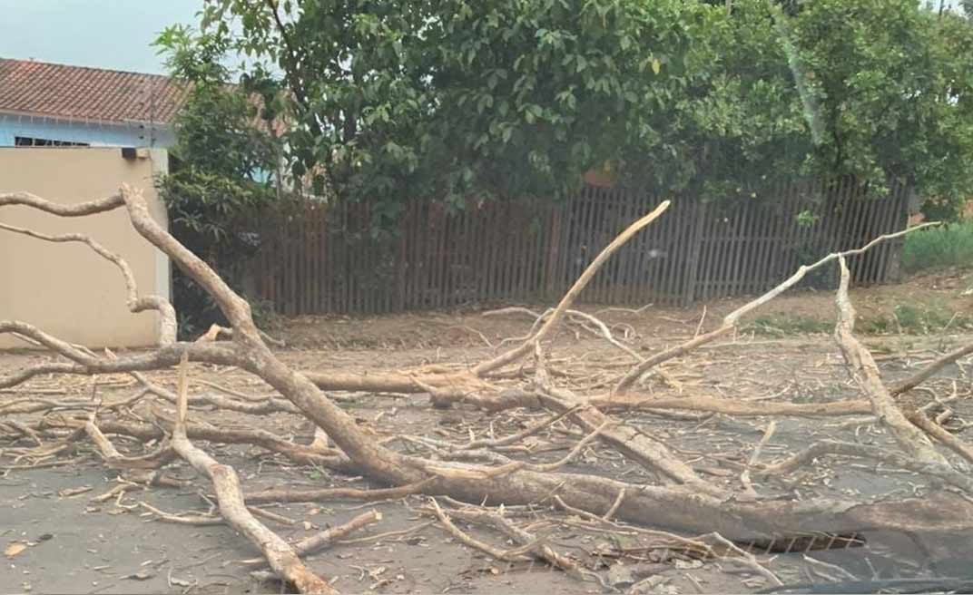 Ventania derruba árvores e Estrada do São Francisco é bloqueada