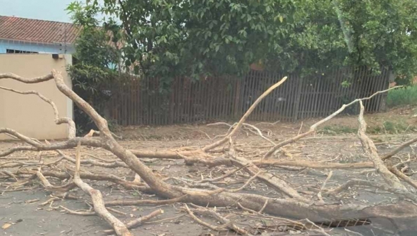 Ventania derruba árvores e Estrada do São Francisco é bloqueada