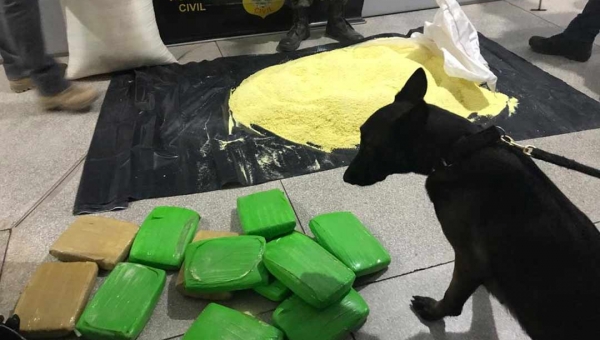 Forças de Segurança encontram sacos de farinha recheados com skunk em ônibus que saía de Cruzeiro do Sul