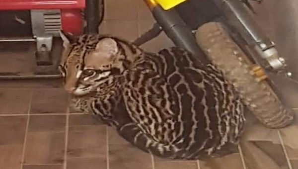 Jaguatirica é capturada dentro de residência, em Sena Madureira 