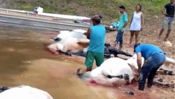 Pelo menos 20 bois morrem afogados em travessia de rio em Porto Acre; assista