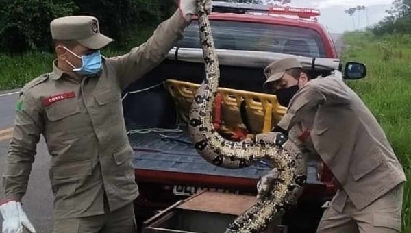 Bombeiros resgatam jiboia de 3 metros em Sena Madureira