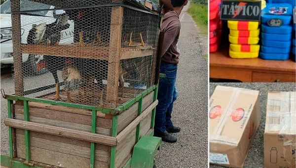 No Acre, polícia encontra quase 60 quilos de cocaína escondidos embaixo de galinheiro