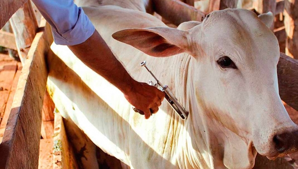 Organização internacional trabalha para reconhecer o Acre como zona livre de aftosa sem vacinação