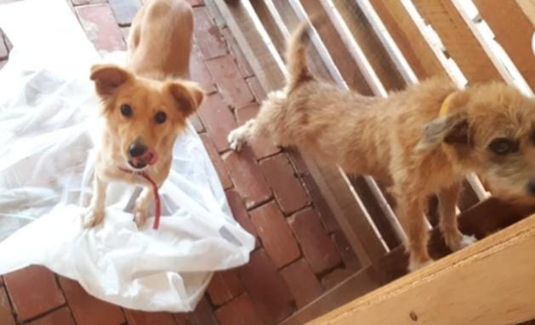 Animais de estimação foram esquecidos no canil de Rio Branco após cheia