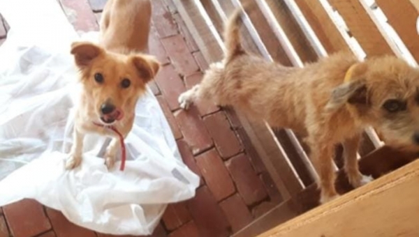 Animais de estimação foram esquecidos no canil de Rio Branco após cheia