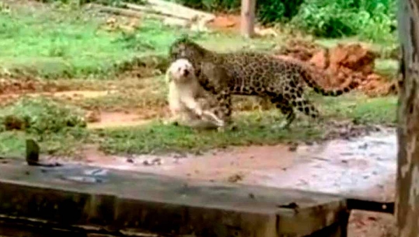 Onça pintada mata cachorro e o devora na zona rural de Porto Velho