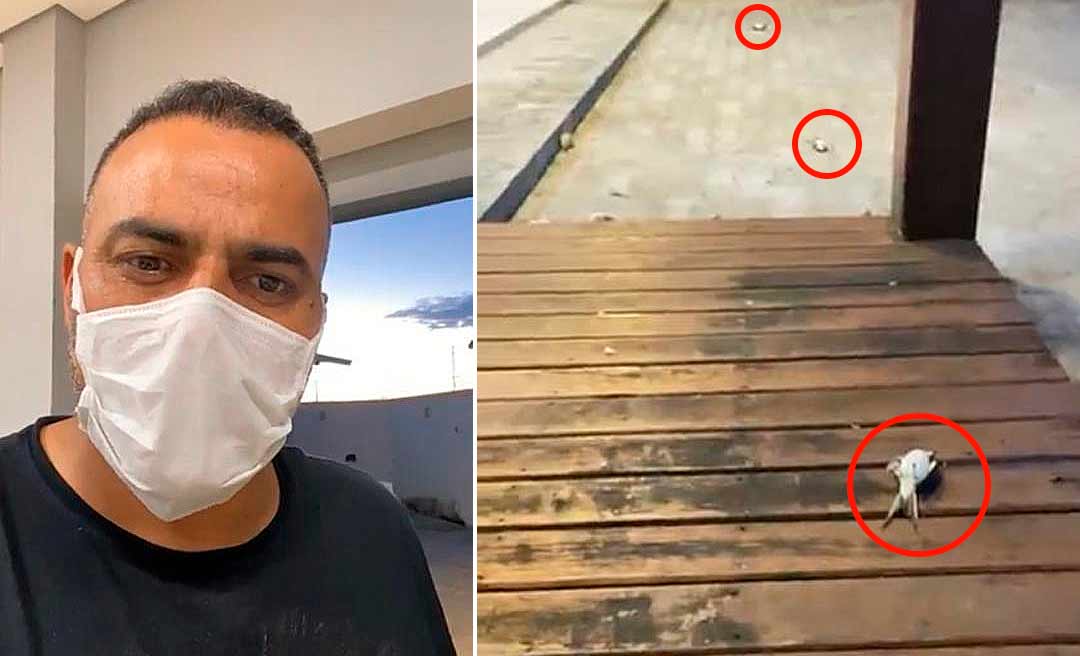 Ex-prefeito questiona o que está causando a morte de andorinhas em Cruzeiro do Sul