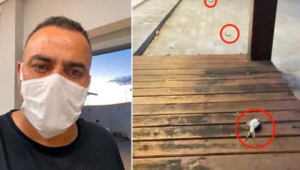 Ex-prefeito questiona o que está causando a morte de andorinhas em Cruzeiro do Sul