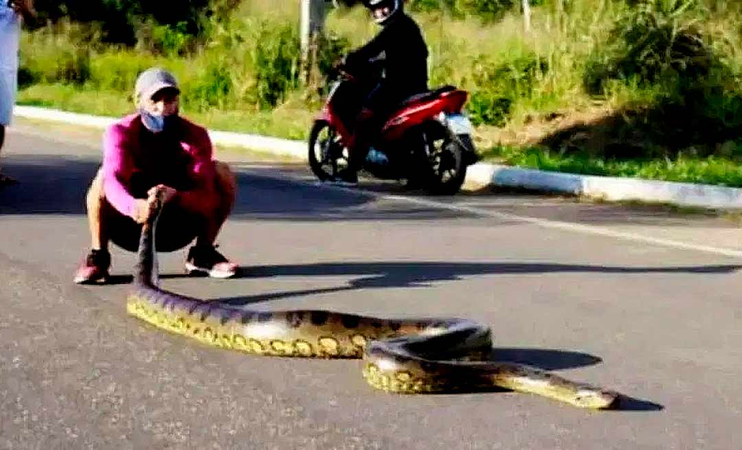 Sucuri de 4 metros para o trânsito na Estrada Variante, em Cruzeiro do Sul