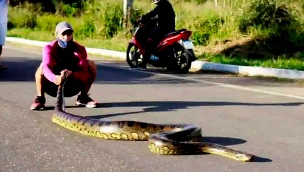 Sucuri de 4 metros para o trânsito na Estrada Variante, em Cruzeiro do Sul