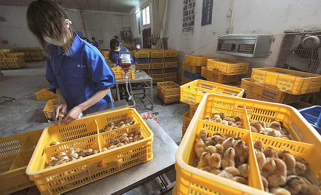 Governo chinês relata 1º caso humano de gripe aviária H10N3