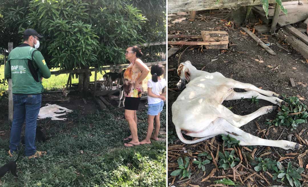 Foco de raiva bovina é investigado pelo Idaf em três fazendas do município de Feijó
