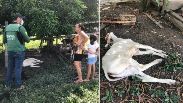 Foco de raiva bovina é investigado pelo Idaf em três fazendas do município de Feijó