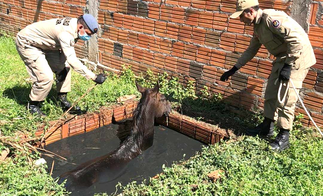 Bombeiros resgatam cavalo que caiu em fossa no município de Feijó