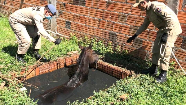 Bombeiros resgatam cavalo que caiu em fossa no município de Feijó