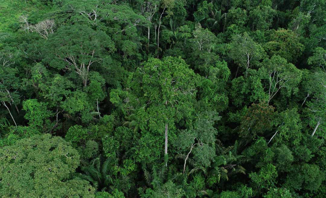 Governo lança consulta pública do Plano Anual de Outorga Florestal 2022