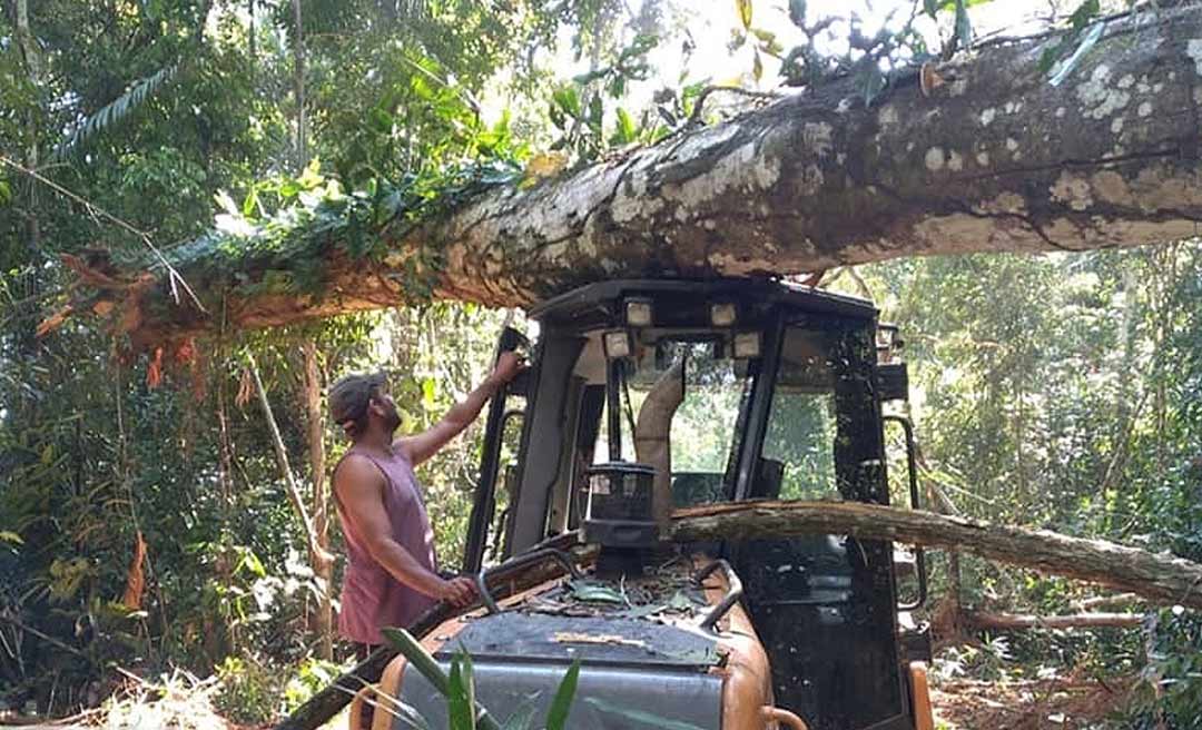 Operador de esteira escapa da morte em Sena após árvore cair sobre o maquinário