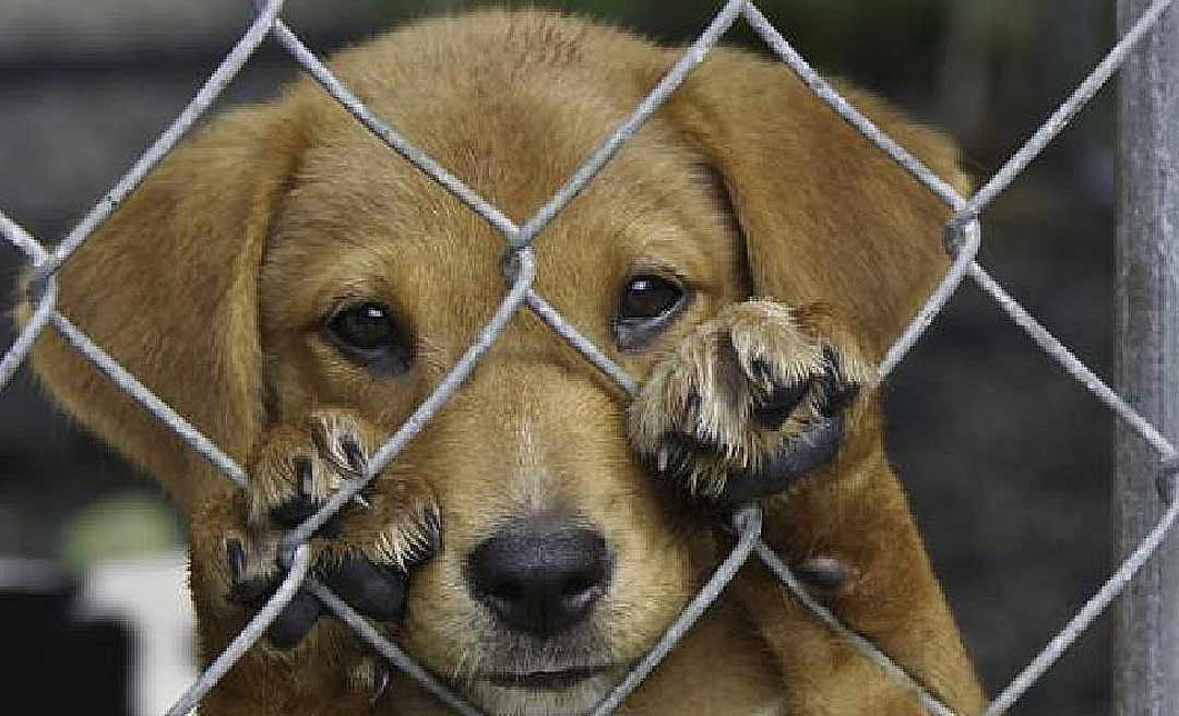 Sancionada lei que obriga autor de maus-tratos aos animais a arcarem com despesas veterinárias