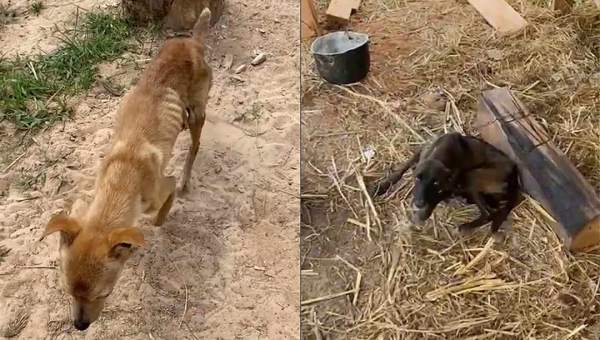 Cães que estavam sem comer e beber há três dias são salvos pela Polícia Militar