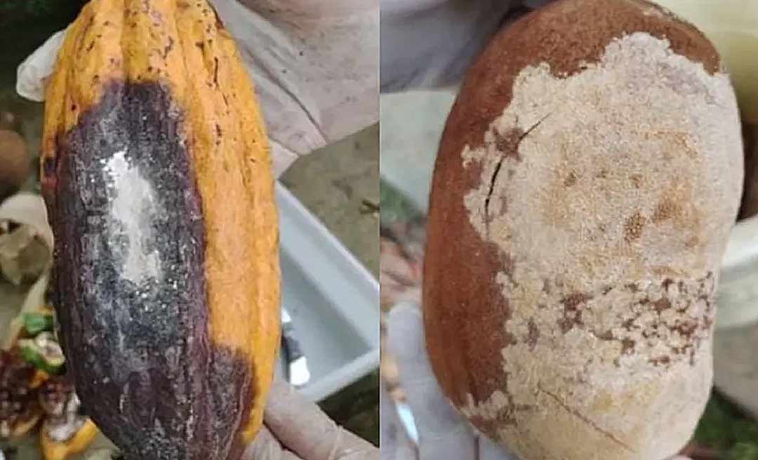 Saída de cupuaçu e cacau do Acre está proibida por conta da praga do cacaueiro