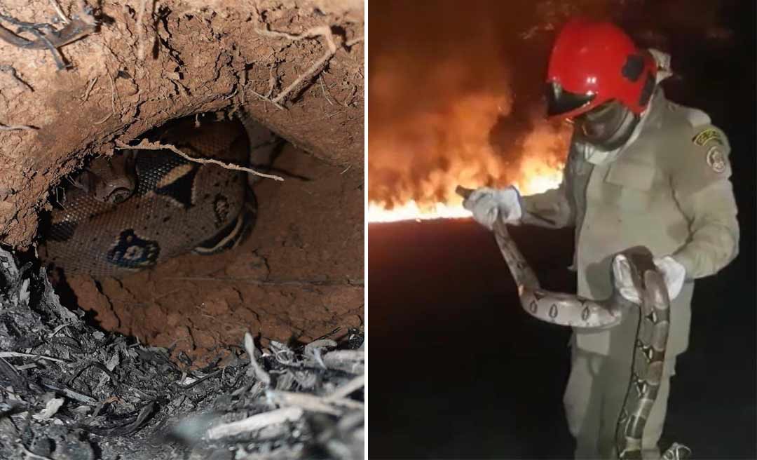 Em meio a incêndio florestal, militares do Corpo de Bombeiros resgatam jiboia em Feijó