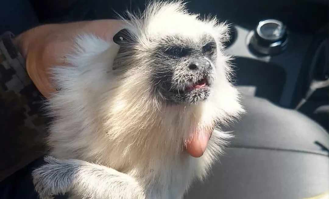 Sagui branco é resgatado após ser atropelado na BR-364, em Cruzeiro do Sul