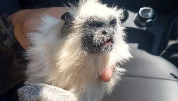 Sagui branco é resgatado após ser atropelado na BR-364, em Cruzeiro do Sul