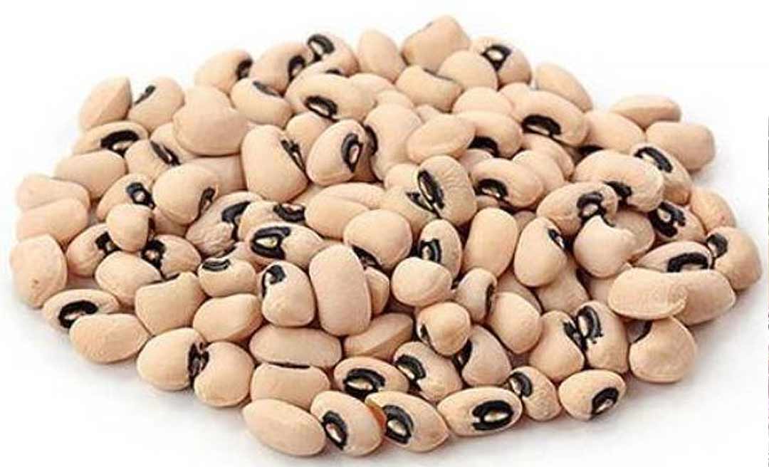 Com Bolsonaro mandando comprar fuzil, Embrapa ensina qual melhor época para plantar feijão-de-corda no Acre