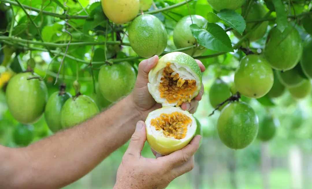 Sistema de produção reúne orientações para o cultivo de maracujá no Acre