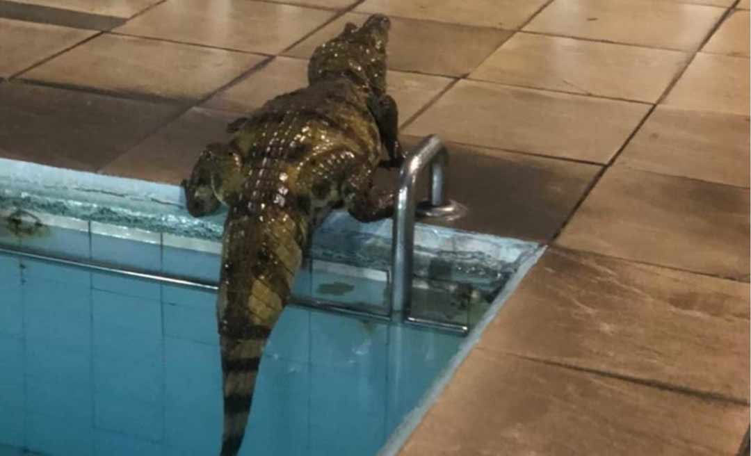 Jacaré invade piscina de clube; assista ao vídeo