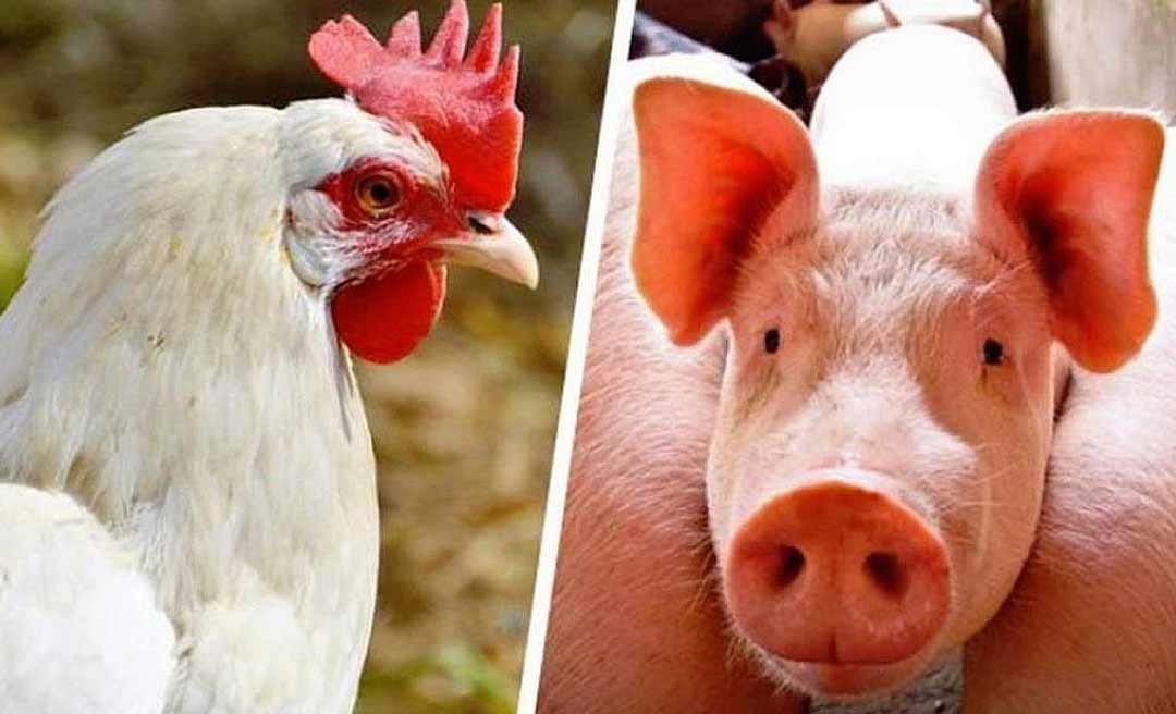 Avicultura e suinocultura alavancam produção de milho no Acre e estado registra aumento de 6,8%