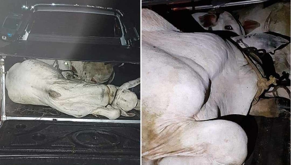 Bandidos rendem dono de caminhonete e o obrigam a dirigi-la à Estrada do Mutum para furtarem garrotes