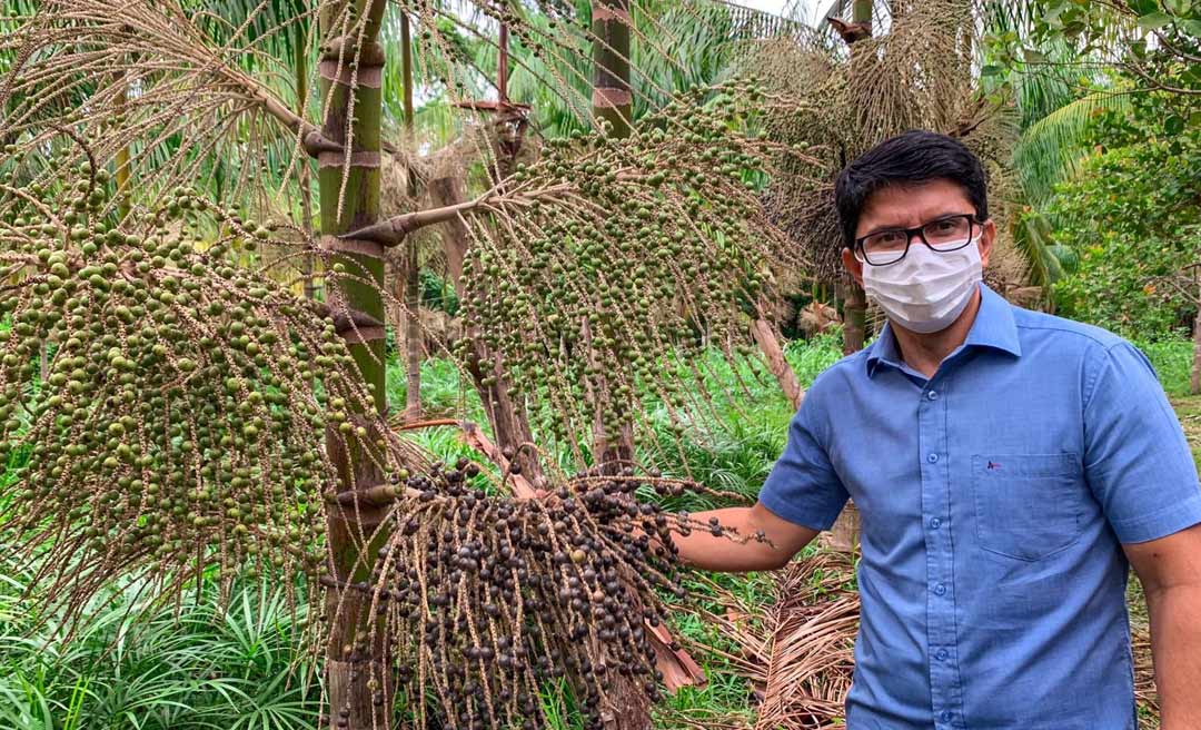 Com expectativa de ampliação da cadeia produtiva do açaí no Estado, comitiva acreana vai ao Pará conhecer produção