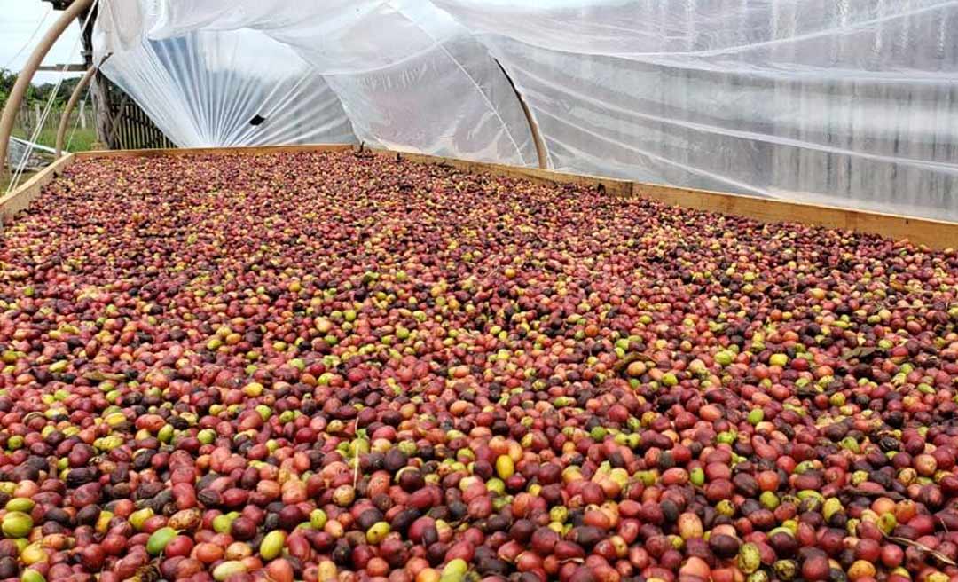 De olho no café e no açaí para alavancar a economia do Acre, deputados aprovam emenda ao Orçamento