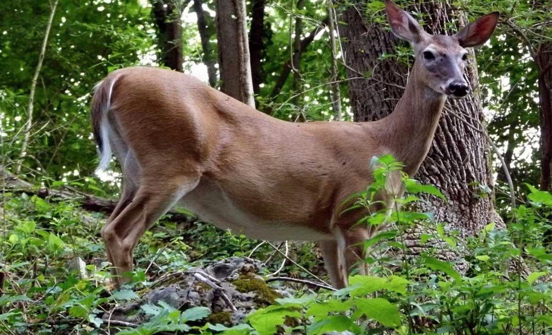 Vírus da Covid é detectado em veado que vive nos EUA e na Amazônia