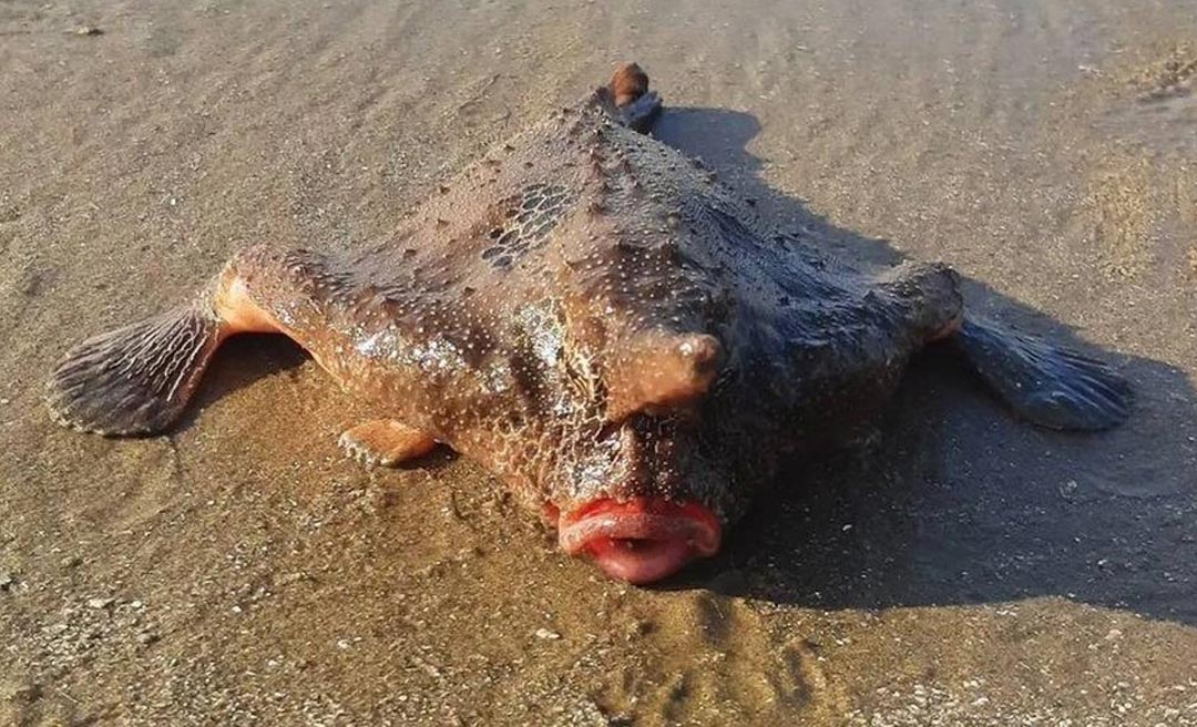 Banhistas são surpreendidos com peixe-morcego no litoral de São Paulo