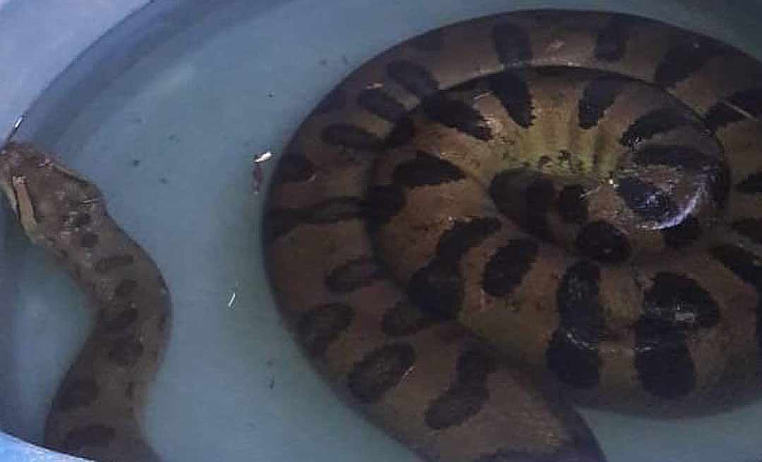 Em Sena Madureira: Moradora aciona Corpo de Bombeiros ao encontrar cobra sucuri em sua residência